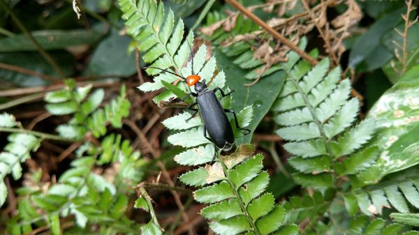 新溪洲山之樂400374