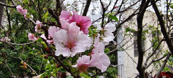 2026/03/21-貴山客家文化公園3023178