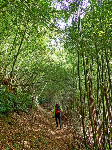 竹林饗宴--瑞太古道登雲戴山順走九芎坪山493579