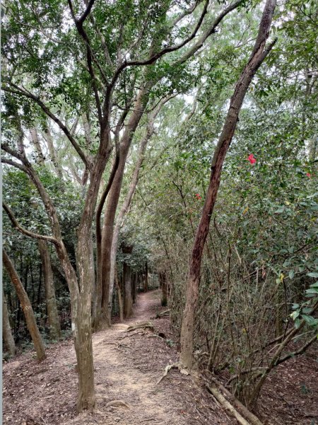 【新竹縣芎林鄉】文林古道2833072