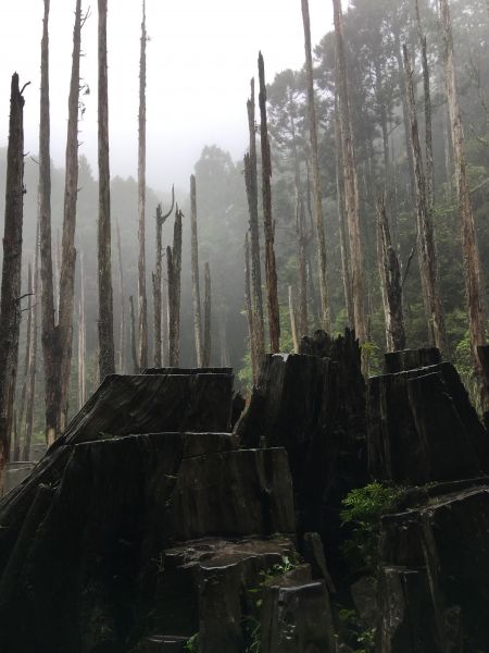 降雨機率 20% 的忘憂森林131753