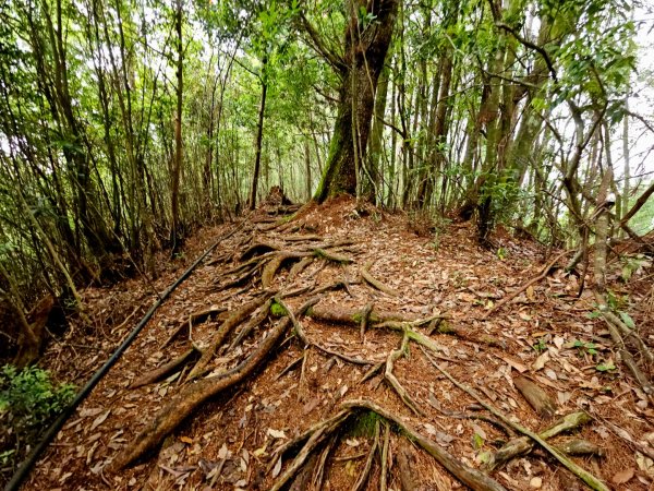 金柑樹山、忘憂森林步道-(南投)臺灣百大必訪步道2789389