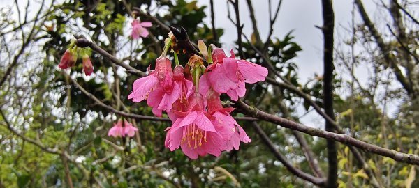 2026/03/01-紅淡山步道3010072