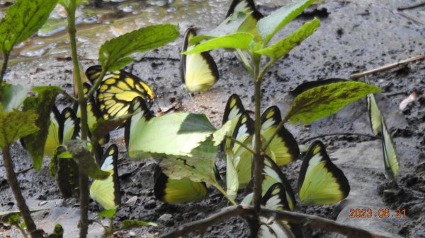 雲山水花鳥蝶-天龍國阿伯的日常6/21&22燕巢親子餵食秀2190472