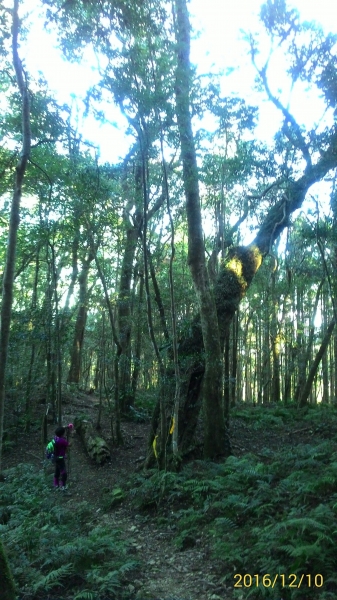 20161210新竹高台山,小中大島田山79314