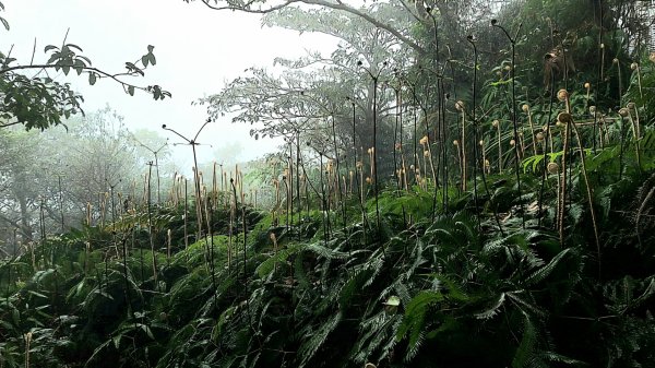 2025元旦山行 新店直潭山、二龍山O型2784968