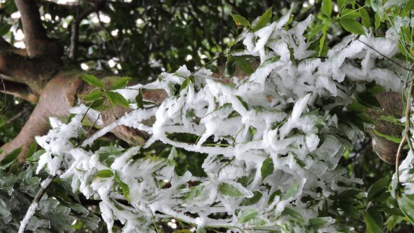 2021元旦瑞雪兆豐年內鳥嘴山追雪成功1222738