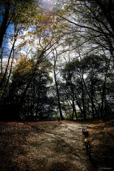 [冬訪大霸聖山岳參行]-大鹿林道東線榆金楓紅與九九山莊精選輯2974724