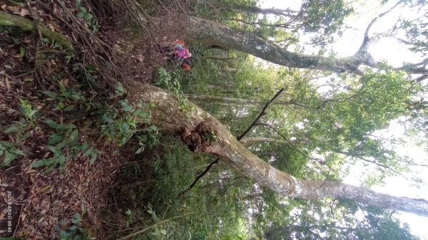 逐鹿卡保山賞一葉蘭2760887