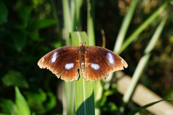 桃園 復興 枕頭山、阿姆坪山2794104