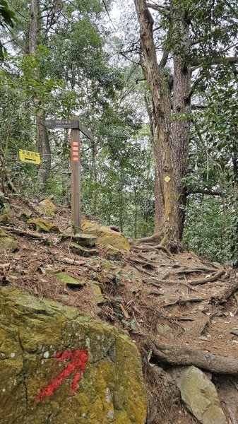 240316-谷關七雄-唐麻丹山(老七)。美美兔進山捉熊去。2457422