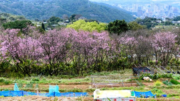 《蝶戀花・賞墨染櫻》2716457