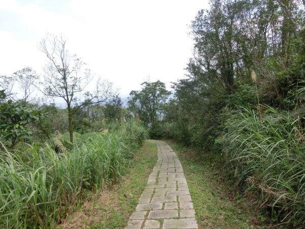 平湖森林步道．內平林山109333