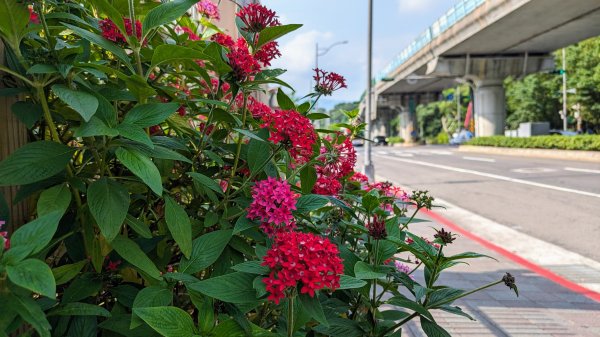 內湖,大湖,康寧,東湖2498601