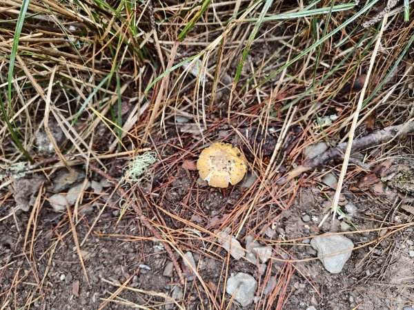 北一段(14/14)高山植物 2025_0906~132887633