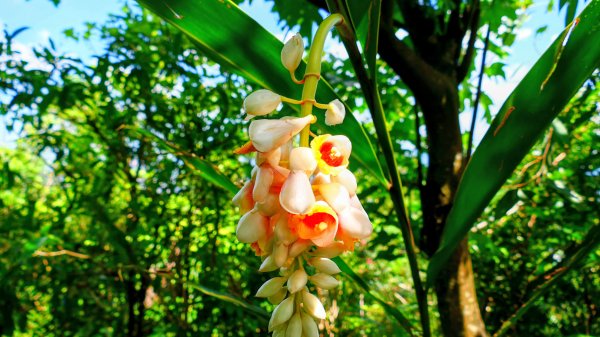珊瑚花3066588