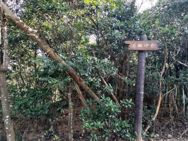 【新竹縣新埔鎮】飛龍步道2833125