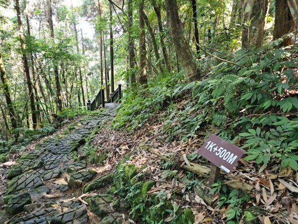 五指山橫向登山步道 - 2024森遊竹縣皮皮獅Hike客任務2555826