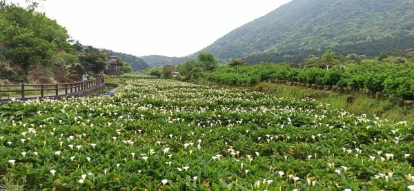 拜訪春天∥一天走訪竹子湖四條步道