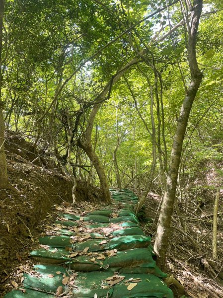 231014-烏山嶺水利古道(西東口縱走)，美美兔沒跟上父八田與一的腳步2317463