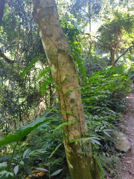 唐麻丹山 蝴蝶谷2918842