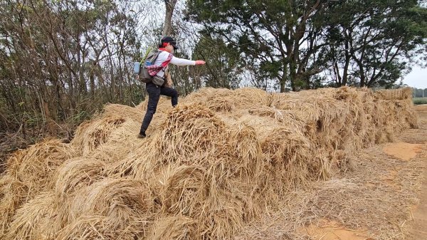 20260127三通嶺山.三義山(大桁茂山).慈濟山.大坪山大O走2990753