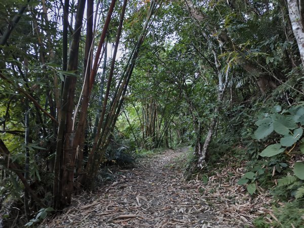 [漫遊縱谷 愛在花東-09/10] 2025_1012 米棧古道2913555