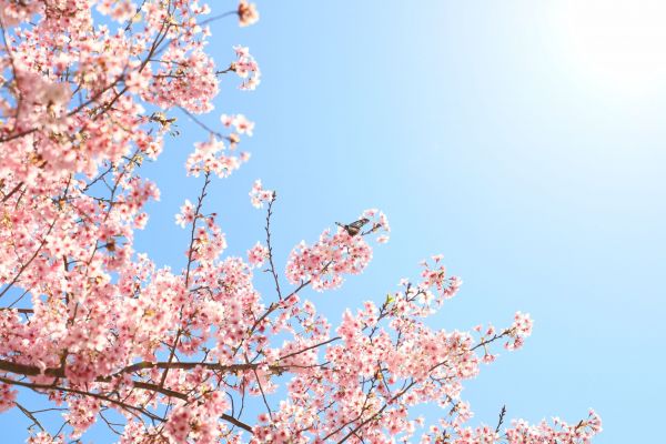 拉拉山的櫻花286531