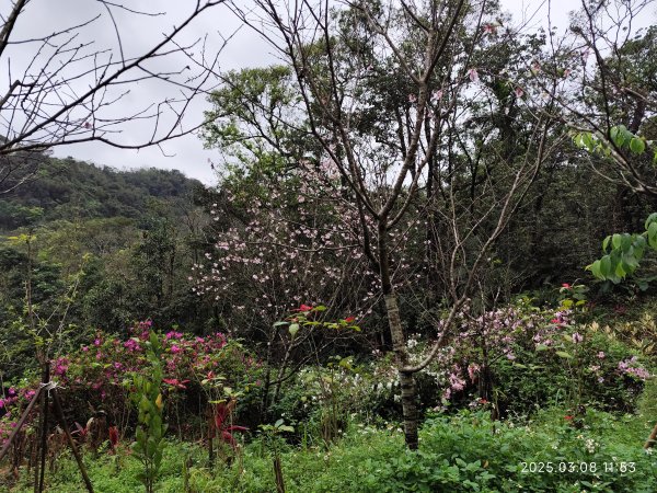 【臺北大縱走6】中華科大步道→九五峰→南港山→糶米古道→軍功山→中埔山→福州山公園→富陽自然生態公園2730080