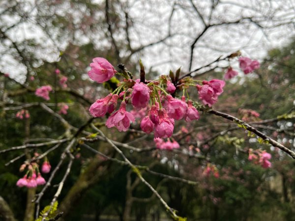 福山植物園🌳 ~需辦理入園申請~1718854