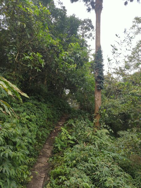 2025.01.18－仙山步道2706096