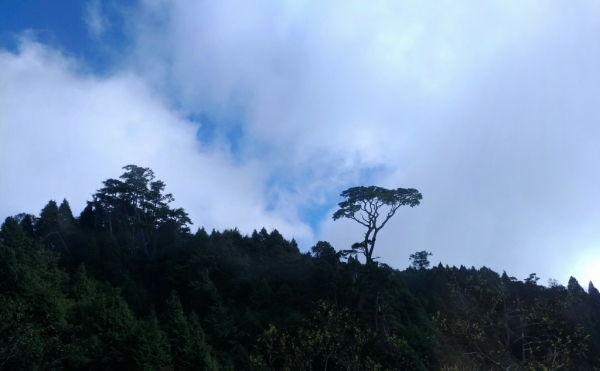 太平山山毛櫸71891