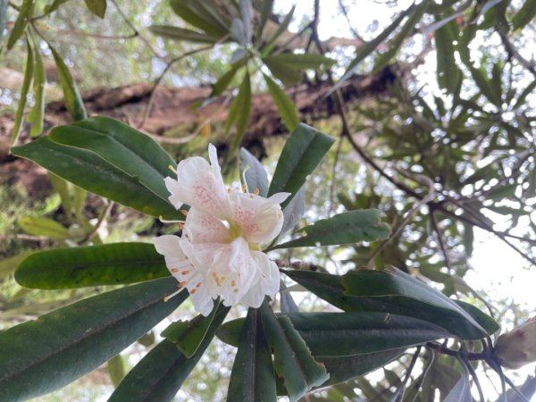 山車廣山.福巴越嶺O-神木群-水晶蘭-根結蘭2756234