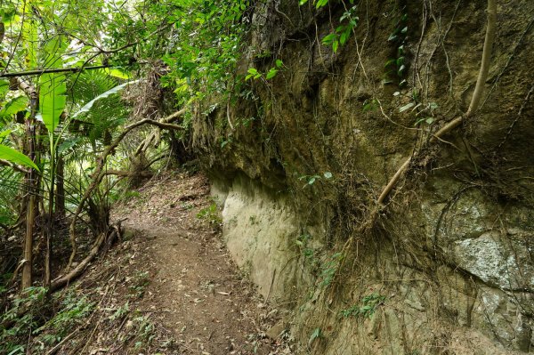 新竹 峨嵋 獅頭山、獅尾山、六寮山、猿山2450085