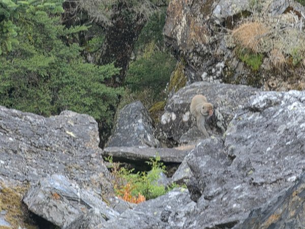 庫哈諾辛山 關山嶺山 溪頭山3135624