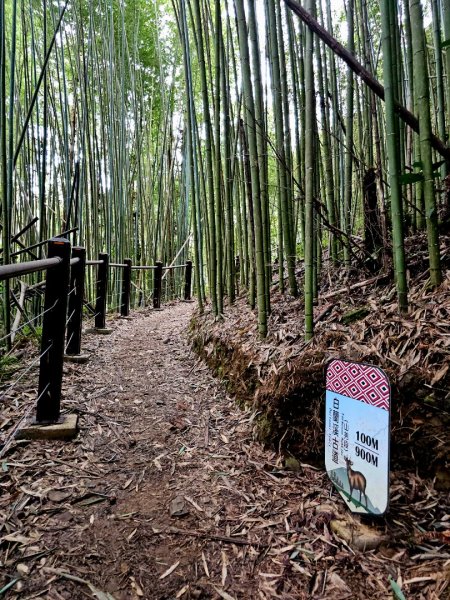 白蘭溪古道-2025森遊竹縣皮皮獅探險隊2895445