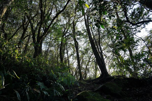 新北 新店 直潭山、二龍山2703908