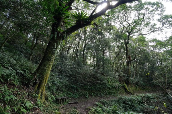 桃園-三峽 志繼山、東眼山、拉卡山、卡外山3005205