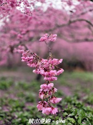 【台中和平】2026福壽山農場千櫻園賞櫻季3010670