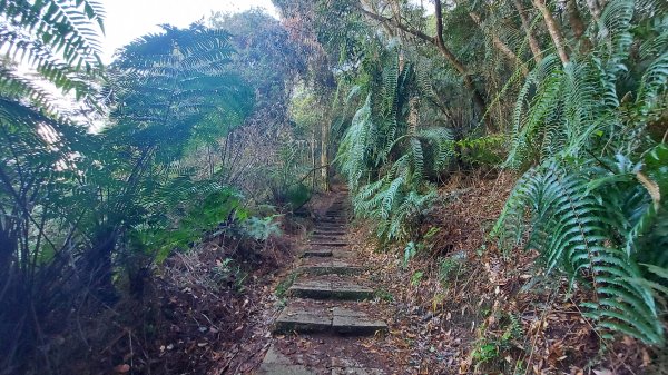 水社大山 水社主峰1597928