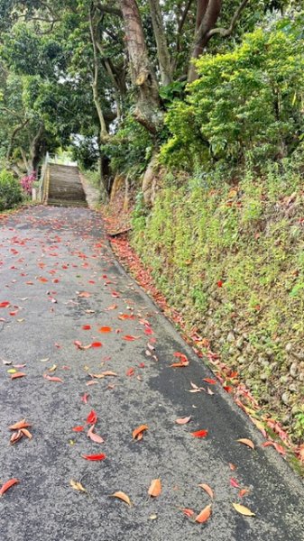 飛鳳山、中坑山、大阪根、賞血藤花O走2542620