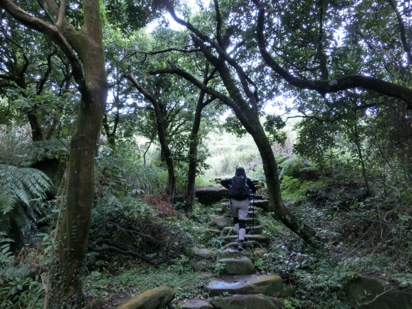 魚路古道．擎天崗．竹篙山94449
