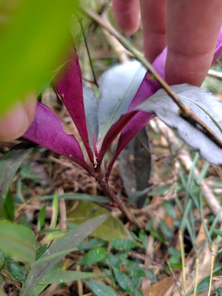 石盤坑 墘溪 橫屏山西峰 橫屏山2890697