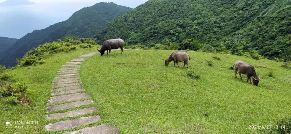 桃源谷步道- 視野遼擴、群山環繞、風行草偃、鶴隨牛行1365342