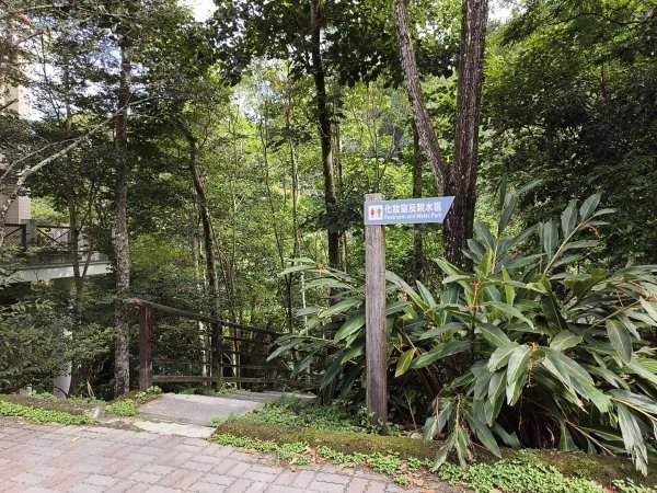 [百山百鳥尋旅-07/15] 2025_0831 八仙山國家森林遊樂區步道群2875965