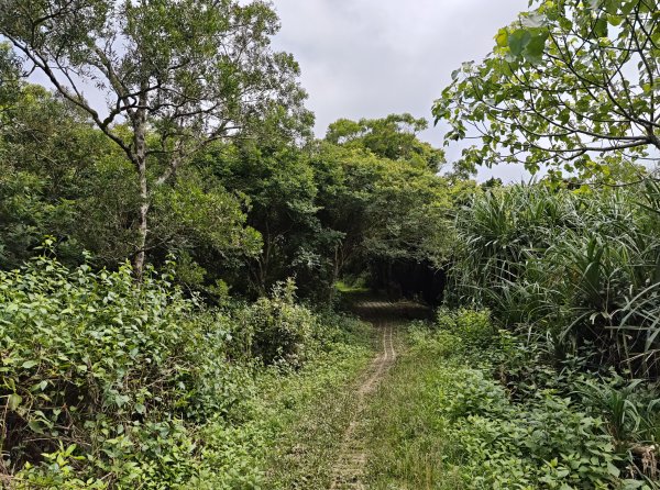 [百山百鳥尋旅-02/15] 2025_0809 社頂自然公園步道2857029