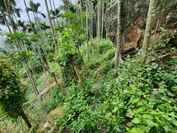 20241222二載山與大橫屏山南峰(追加鹽菜甕山、鹽菜甕下山)2721491