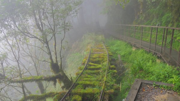 鐵杉林步道,見晴步道,鳩之澤步道封面