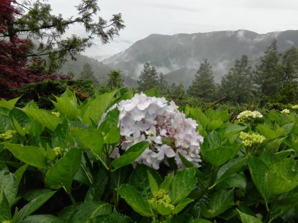 雲霧漫步山林之間~太平山466874