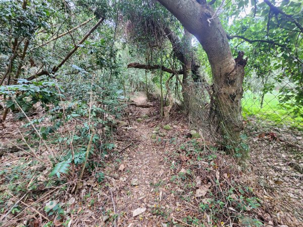 20250223田中大小劍與橫山2939828